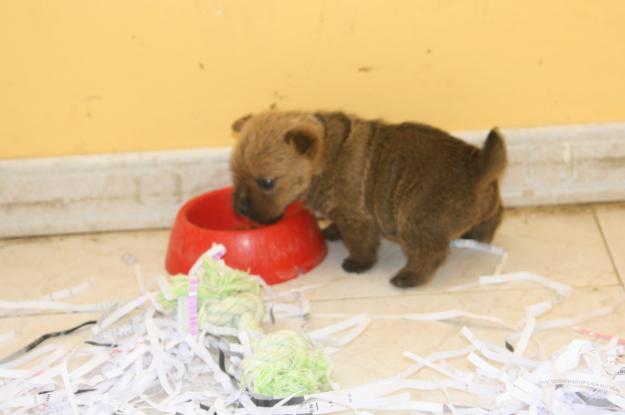 Norwich Terrier