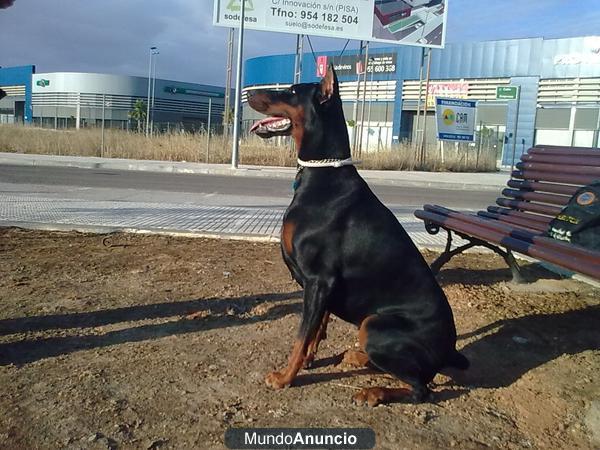 perro guardian para finca