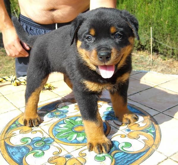 Rottweiler camada impresionante. Precio 400 euros