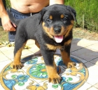 Rottweiler camada impresionante. Precio 400 euros - mejor precio | unprecio.es