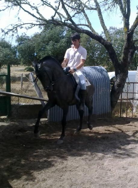 Se vende Caballo Lusitano Entero (caballo torero)