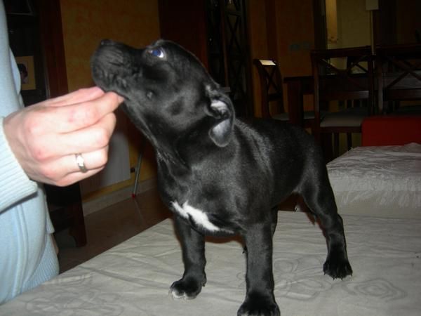 STAFFORDSHIRE BULL TERRIER LISTOS PARA ENTREGAR