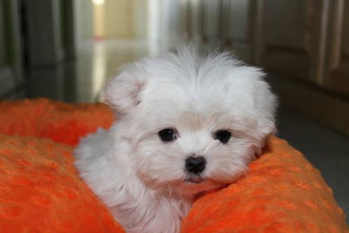 Autentica cachorrita bichon maltes tamaño toy en mallorca