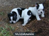 · Cachorritos de bulldog frances atigrados, muy bonitos, machitos y hembritas, nacidos