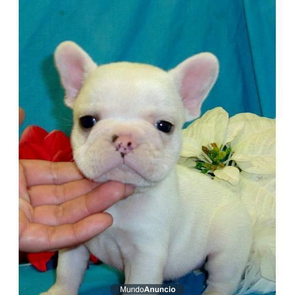 un cachorro de Bulldog francés para su aprobación