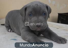 Busco pitbull blue nose