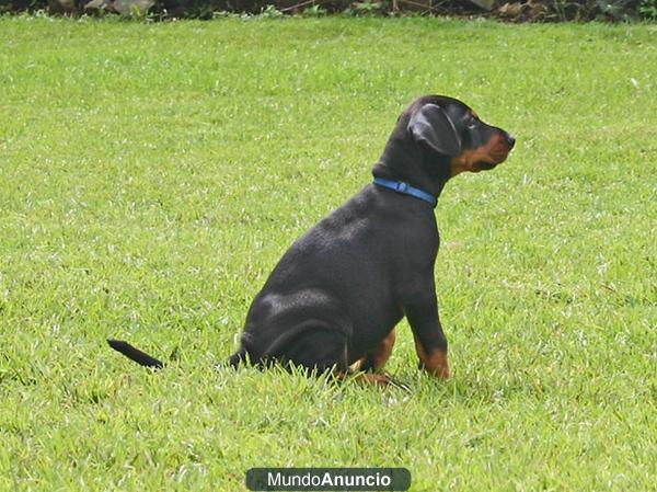 camada de doberman