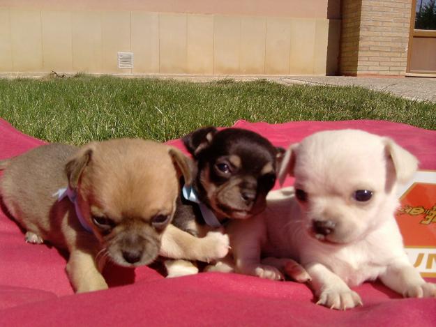 chihuahuas mini