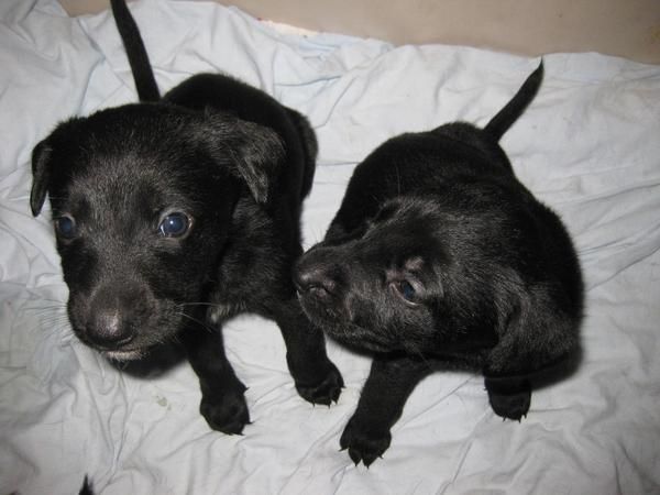 Se regala - mezclada de Labrador (negro) y Pastor Alemán