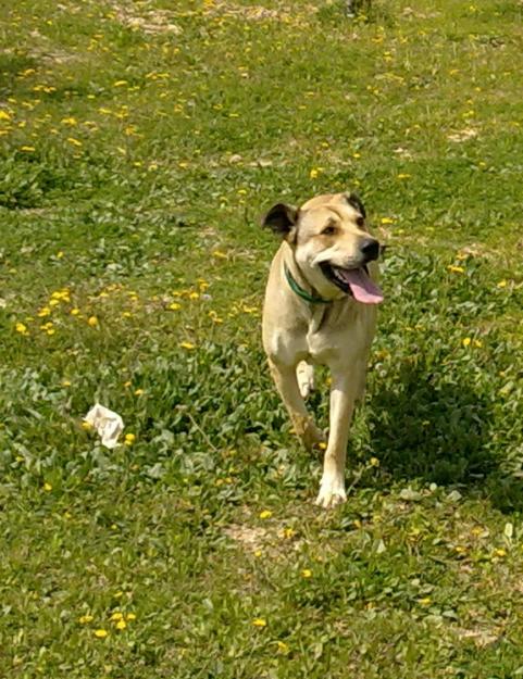 Perrita en adopción