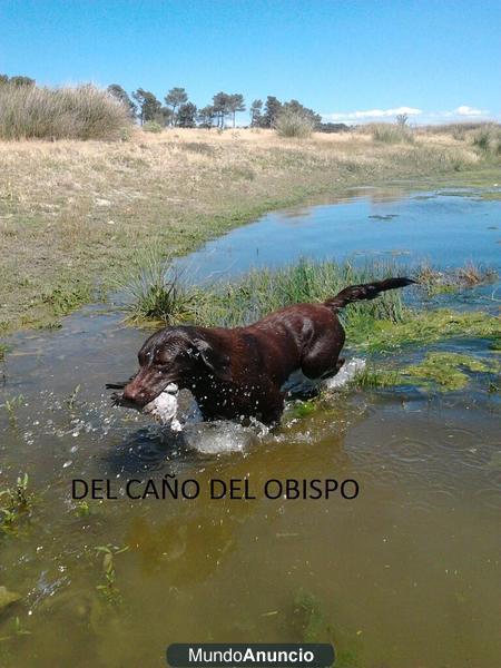 cachorritos de labrador chocolate