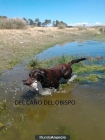 cachorritos de labrador chocolate - mejor precio | unprecio.es