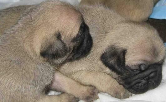 Cachorros de Carlino, los vendo a buen precio