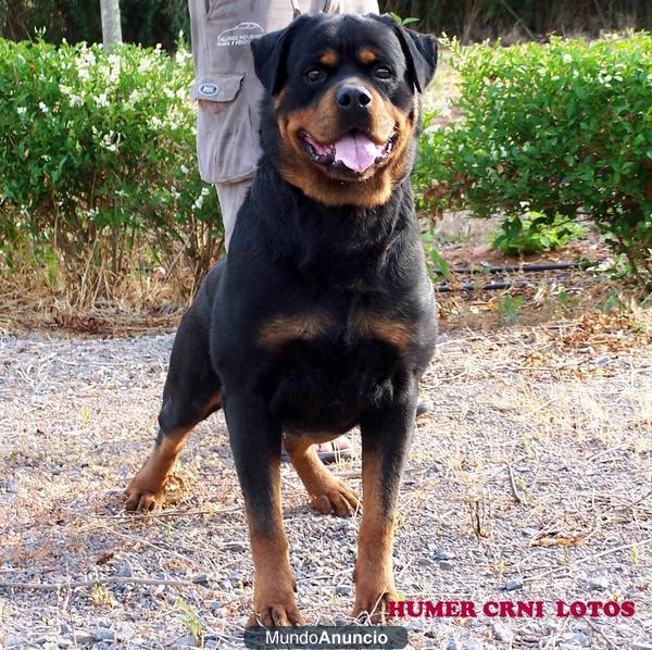 CAMADA DE ROTTWEILERS