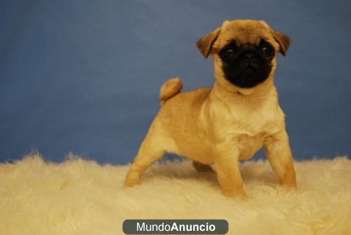 CARLINO PUG ENTREGADOS CON DOS MESES