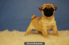 CARLINO PUG ENTREGADOS CON DOS MESES - mejor precio | unprecio.es