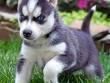 Husky Siberiano cachorritos dos meses  con pedigree