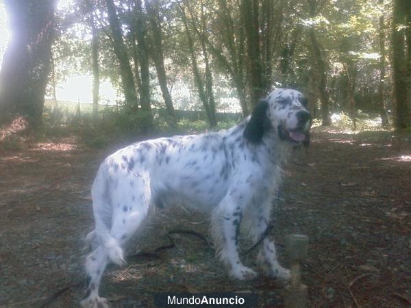 Nietos de Bigllin y Bosende (setter inglés)