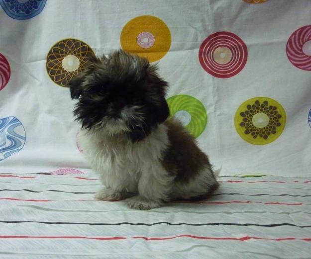 Preciosa hembra de Shih-tzu