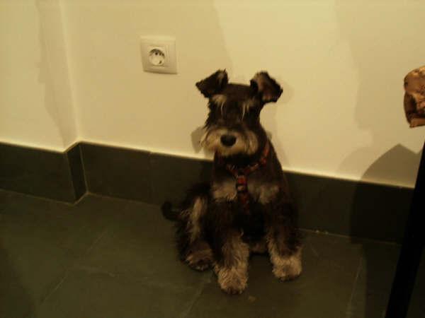 VENDO CACHORROS DE SCHNAUZER MINIATURA