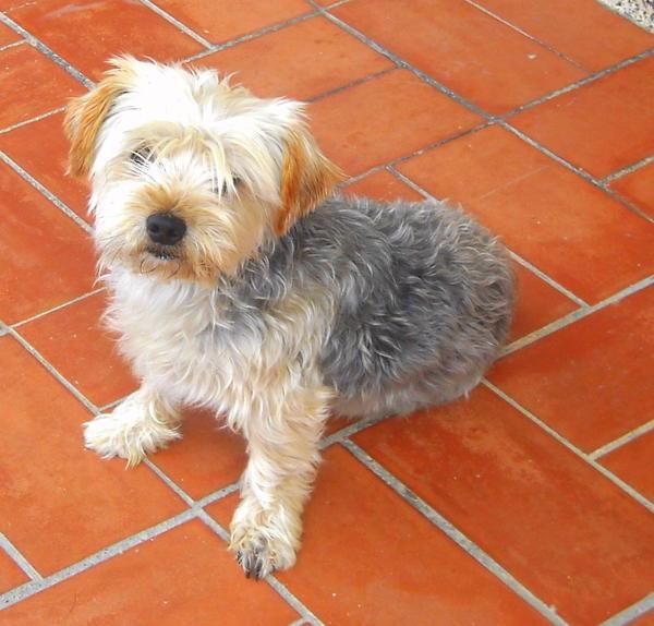 Yorkshire Terrier busca Yorkshire Terrier hembra