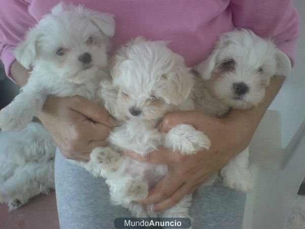 BICHON MALTES, perros, cachorros, criadero, venta.