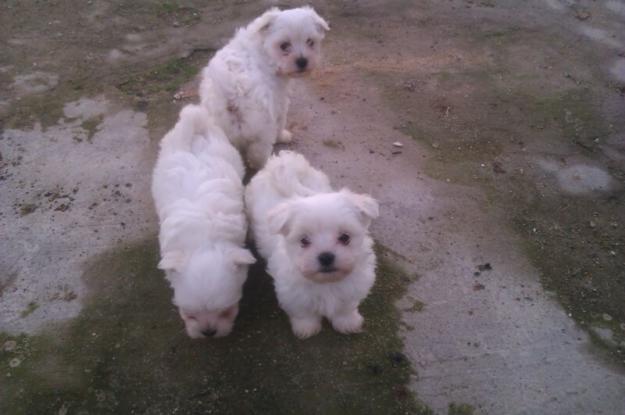 bichon maltes toys