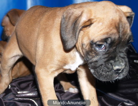 Boxer, la mejor camada