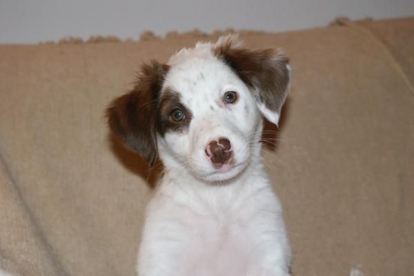 CACHORRO CRUCE BRETON 2 MESES