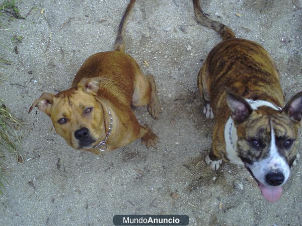 Cachorros de American  Stanfordshire Terrier