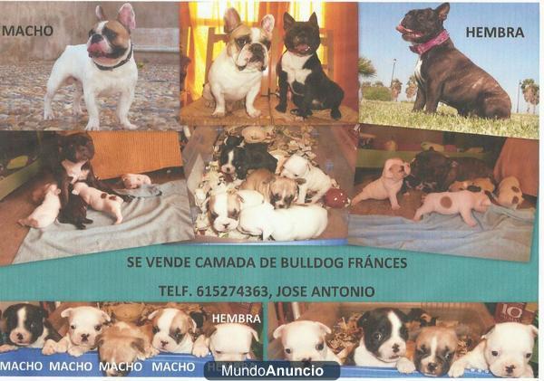 CAMADA DE BULLDOG FRANCES