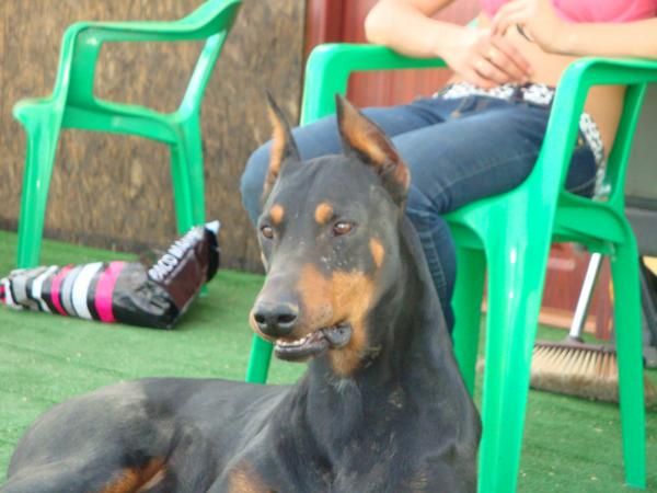 camada de doberman con pedigrie