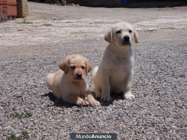 Camada Labradores 300€