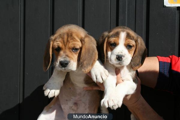 Camadita impresionante de beagle