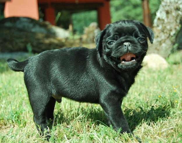 Carlino Pug de color negro , a diez minutos de Madrid , FOTOS REALES.