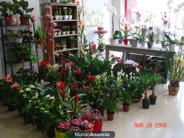 traspaso floristeria Sabadell Ripollet Barcelona