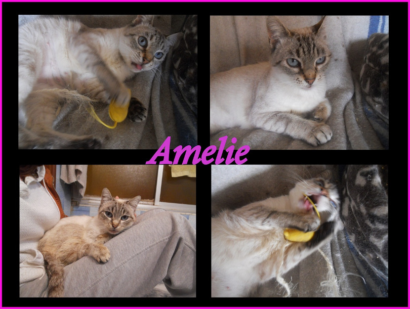 Amelie, cruce de siamés en adopción, es una hermosura