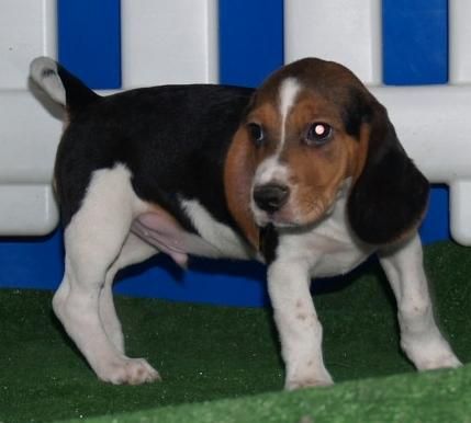 Beagle, vendo camada