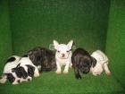 Bulldog Frances, excelentes cachorros, Alicante - mejor precio | unprecio.es