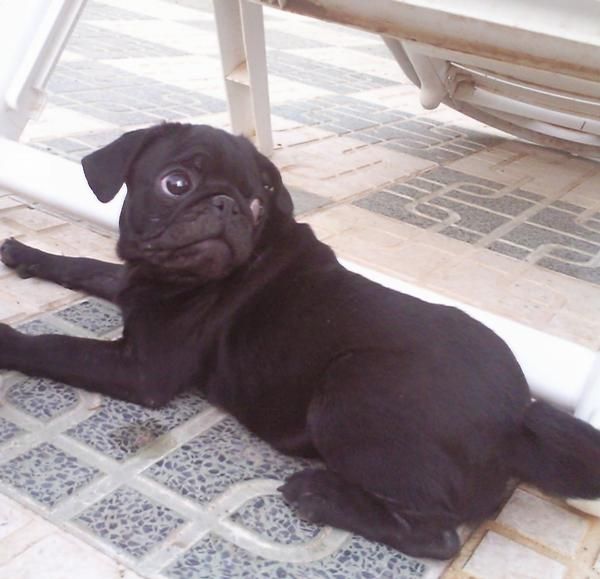 Precioso Carlino Negro de 6 meses urge