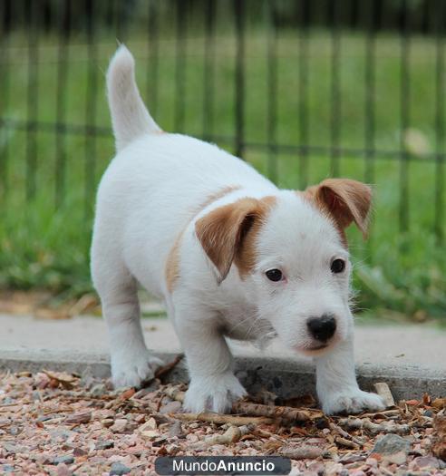 Regalo   Jack Russell Terrier cachorros