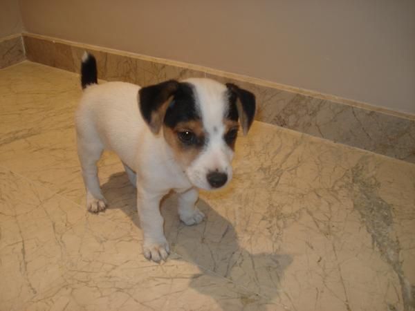 se vende cachorro jack russell con pedigree