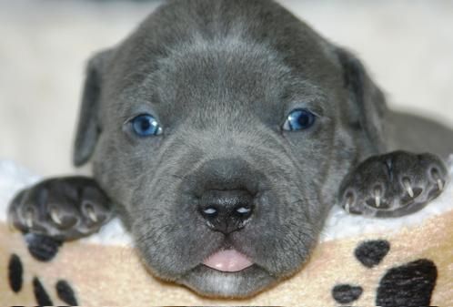 un pit bull cachorro está listo para un nuevo hogar.