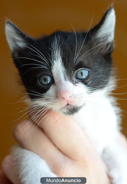 Adopta a Suy, gatito negro-blanco con ojos azules