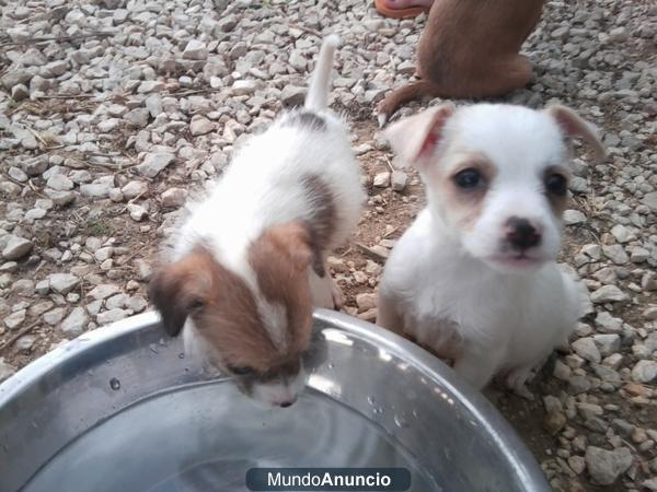 ADOPTA cachorrito MINI, NO COMPRES