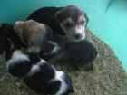 BEAGLES MUY BONITOS. ENTREGA INMEDIATA - mejor precio | unprecio.es