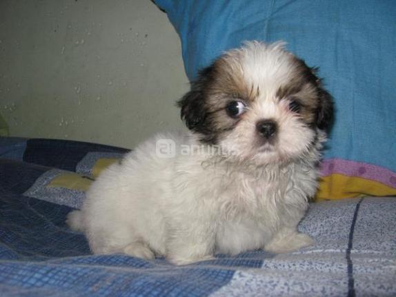 Cachorritos de Shih-tzu