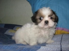 Cachorritos de Shih-tzu - mejor precio | unprecio.es