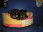 CACHORRITOS YORKSHIRE TERRIER ENANO A 250 EUROS - mejor precio | unprecio.es