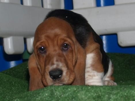 Cachorros Basset huond,  ¡ que camada !